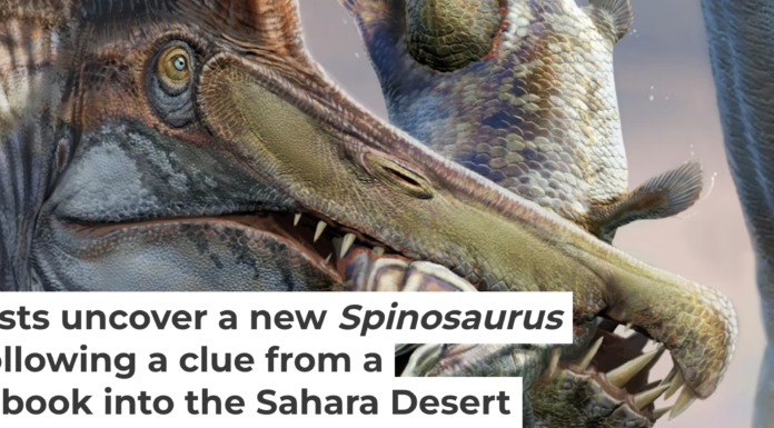 In this illustration, Spinosaurus mirabilis fight over a carcass some 95 million years ago in what is now the Sahara Desert in Niger. Dani Navarro